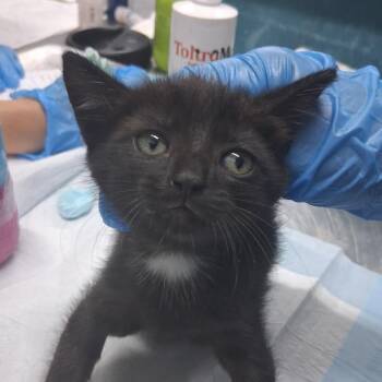 Aria -  Domestic Short Hair Cat for Adoption in Summerville, South Carolina - Aria | PetCurious