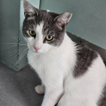 Morgan -  Domestic Short Hair Cat for Adoption in Lakewood, Colorado - Morgan | PetCurious