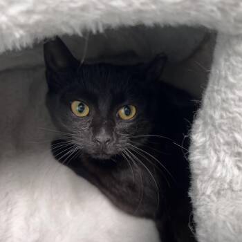 Domestic Short Hair Cats Available for Adoption in Grand Rapids, Michigan - Zinc | PetCurious