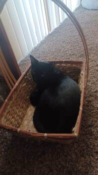 Gengar -  Domestic Short Hair Cat for Adoption in Mount Pleasant, Texas - Gengar | PetCurious
