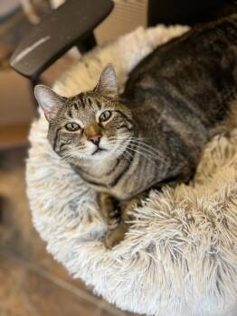 Louie -  Domestic Short Hair Cat for Adoption in Papillion, Nebraska - Louie | PetCurious