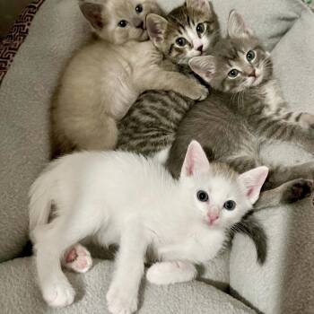 Windflower 23 -  Domestic Short Hair Cat for Adoption in Austin, Texas - Windflower 23 | PetCurious