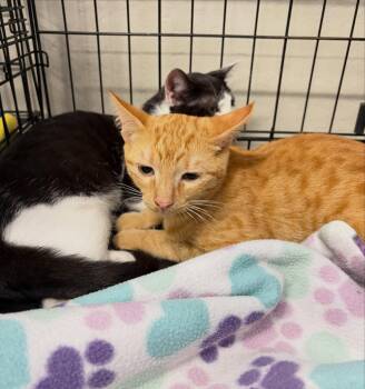 Tycho -  Tabby and Domestic Short Hair Cat for Adoption in Walnut Creek, California - Tycho | PetCurious