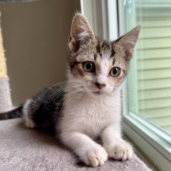 Sweet Millions Tomato -  Tabby and Domestic Short Hair Cat for Adoption in UNIVERSITY PA, Maryland - Sweet Millions Tomato | PetCurious