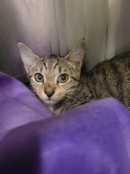 Rescue Domestic Short Hair Cats for Adoption in Annapolis, Maryland - Tabitha | PetCurious