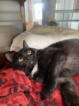 Domestic Short Hair Cats Available for Adoption in Indiana, Pennsylvania - Maze | PetCurious