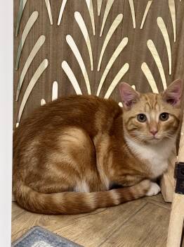 Tabby Cats Available for Adoption - Zippo | PetCurious