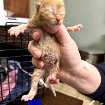 Dr. Whitaker -  Domestic Short Hair Cat Available for Adoption in Champaign, Illinois - Dr. Whitaker | PetCurious