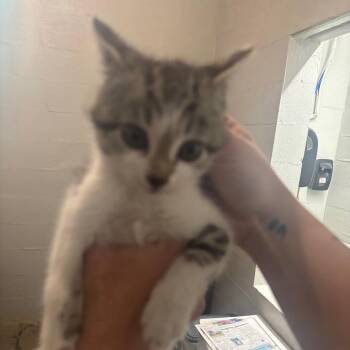 Domestic Short Hair Cats Available for Adoption in Clanton, Alabama - Scallop | PetCurious