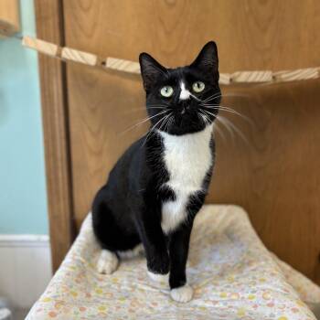Domestic Short Hair Cats Available for Adoption in Fargo, North Dakota - Ms. Cookie | PetCurious