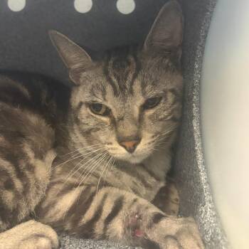 Stripes -  Domestic Short Hair Cat for Adoption in Summerville, South Carolina - Stripes | PetCurious