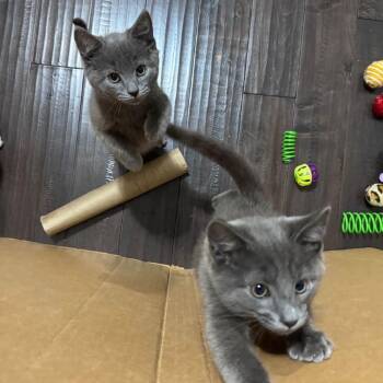 Canyon -  Domestic Short Hair Cat for Adoption in Parkersburg, West Virginia - Canyon | PetCurious