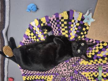 Rescue Domestic Short Hair Cats for Adoption in New Westminster, British Columbia - Evan | PetCurious