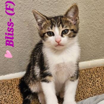 Bliss -  Domestic Short Hair Cat for Adoption in Westminster, California - Bliss | PetCurious