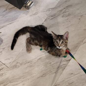 Socks -  Domestic Medium Hair Cat for Adoption in Osawatomie, Kansas - Socks | PetCurious