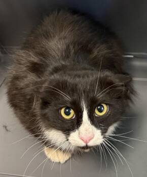 Domestic Medium Hair Cats Available for Adoption in Lawrenceville, Georgia - If 9c | PetCurious