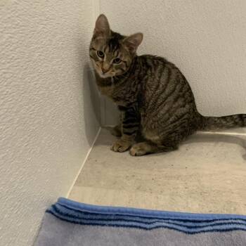 Roku -  Domestic Short Hair Cat for Adoption in Puslinch, Ontario - Roku | PetCurious