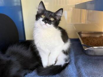 TOONIE -  Domestic Short Hair Cat for Adoption in Santa Rosa, California - TOONIE | PetCurious