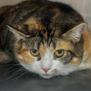 Beauty -  Domestic Short Hair and Mixed Breed Cat for Adoption in Chicago, Illinois - Beauty | PetCurious