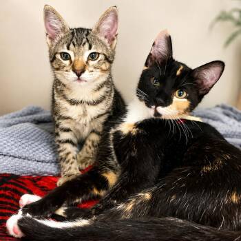Mac -  Domestic Short Hair Cat for Adoption in Hopkinton, Massachusetts - Mac | PetCurious