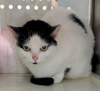 GERBIL -  Domestic Short Hair Cat for Adoption in Fort Lauderdale, Florida - GERBIL | PetCurious
