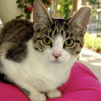 Rescue Domestic Short Hair Cats for Adoption in Bentonville, Arkansas - Angel | PetCurious