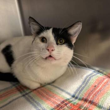 Domestic Short Hair Cats Available for Adoption in Matteson, Illinois - Nolan | PetCurious