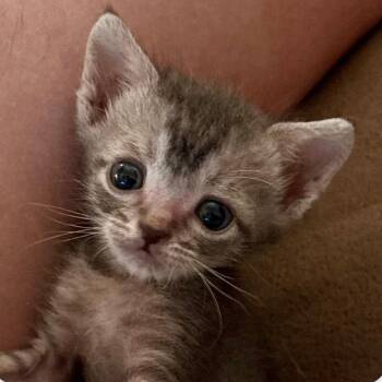 Cowboy Bebop -  Domestic Short Hair Cat for Adoption in Houston, Texas - Cowboy Bebop | PetCurious