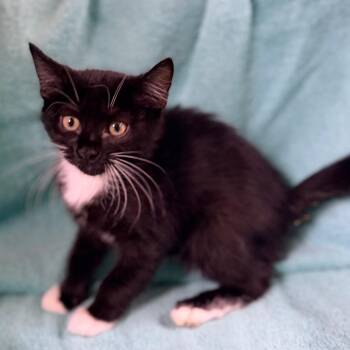 Lemon -  Domestic Short Hair Cat for Adoption in Columbus, Georgia - Lemon | PetCurious