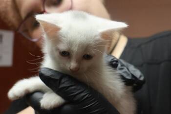 WHEELIE -  Domestic Short Hair Cat for Adoption in Columbia, South Carolina - WHEELIE | PetCurious