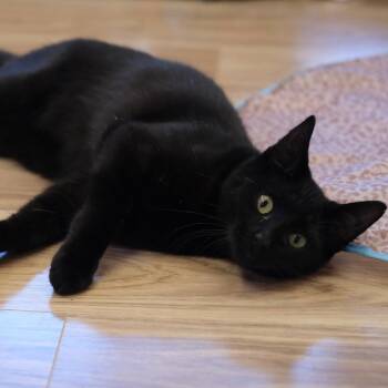 Domestic Short Hair Cats Available for Adoption - Binx | PetCurious