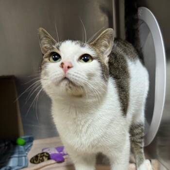 Domestic Short Hair Cats Available for Adoption in West Olive, Michigan - Mellow (Chow Hound Byron Center) | PetCurious