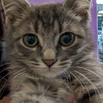 Duncan Armbrust -  Domestic Short Hair Cat for Adoption in Eagle Mountain, Utah - Duncan Armbrust | PetCurious