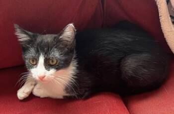 Gizmo -  Domestic Short Hair Cat for Adoption in Quakertown, Pennsylvania - Gizmo | PetCurious