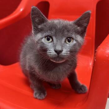 Bryon ACQ 2 -  Extra Toes Cat Hemingway Polydactyl and Domestic Short Hair Cat for Adoption in Union, Missouri - Bryon ACQ 2 | PetCurious