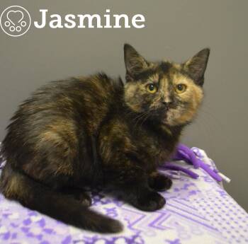 Rescue Domestic Short Hair Cats for Adoption in Montreal, Quebec - Jasmine | PetCurious