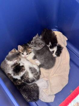 Helen (Hazel) -  Domestic Short Hair Cat for Adoption in Cromwell, Kentucky - Helen (Hazel) | PetCurious