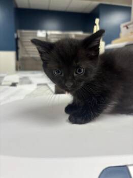 Ross -  Domestic Short Hair Cat for Adoption in Greenfield, Indiana - Ross | PetCurious