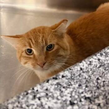 Sunday -  Domestic Short Hair Cat for Adoption in Salt Lake City, Utah - Sunday | PetCurious