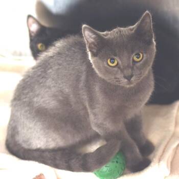 Bashful -  Domestic Short Hair Cat for Adoption in Belleville, Illinois - Bashful | PetCurious