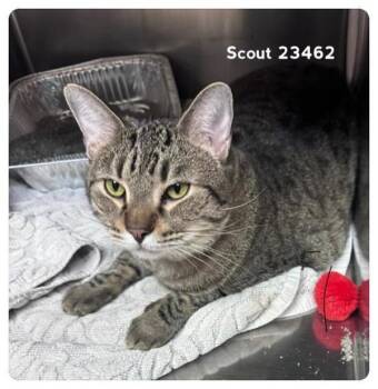 Scout (642) -  Domestic Short Hair Cat for Adoption in Marietta, Georgia - Scout (642) | PetCurious