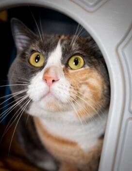 Domestic Short Hair Cats Available for Adoption in Boston, Massachusetts - NEJI | PetCurious