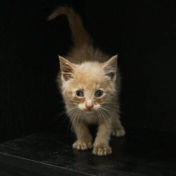 Domestic Short Hair Cats Available for Adoption in Madisonville, Kentucky - Curry | PetCurious