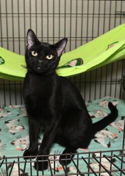 Rescue Domestic Short Hair Cats for Adoption in Baton Rouge, Louisiana - Snape | PetCurious