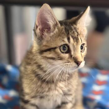 Ian -  Domestic Short Hair Cat for Adoption in Brownsboro, Alabama - Ian | PetCurious