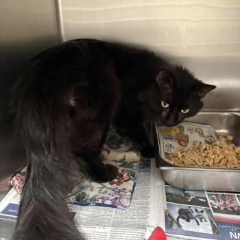 Lucifur -  Domestic Medium Hair Cat Available for Adoption in Elberon, Virginia - Lucifur | PetCurious
