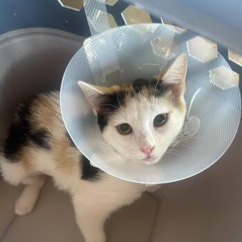 Wilma -  Domestic Short Hair Cat for Adoption in Leander, Texas - Wilma | PetCurious