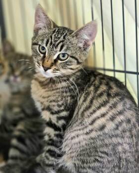 Tybee -  Domestic Short Hair Cat for Adoption in Novato, California - Tybee | PetCurious