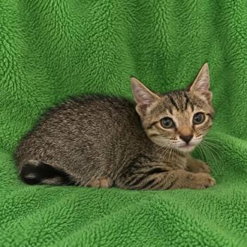 Lelo -  Domestic Short Hair Cat for Adoption in Tucson, Arizona - Lelo | PetCurious