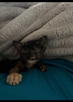 Willa Jane -  Tortoiseshell Cat for Adoption in Paulina, Louisiana - Willa Jane | PetCurious